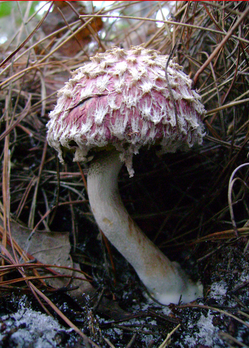 800px-Boletellus_ananas_45219.jpg