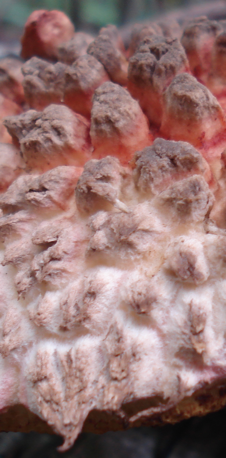 Boletellus_ananas_64450_crop.jpg