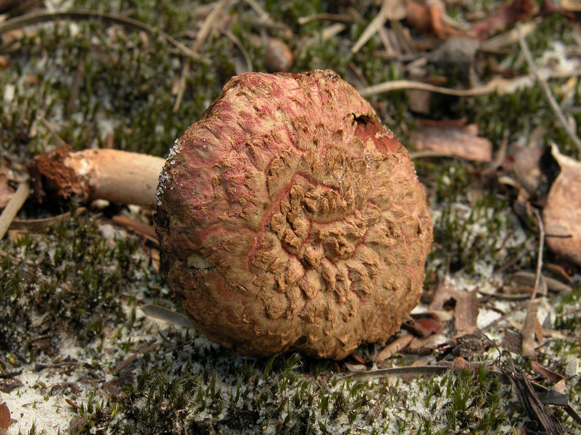 Boletellus_ananiceps_83782.jpg