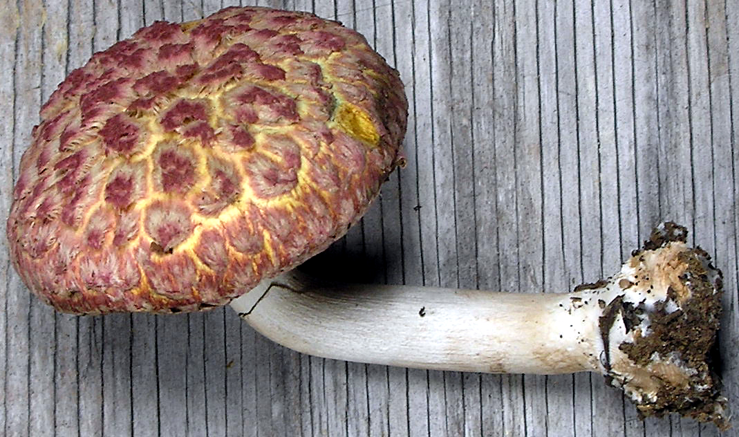 Boletellus_ananas_24740.jpg