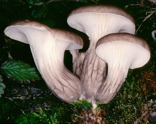 Pleurotus_cornucopiae,I_MWS20659.jpg