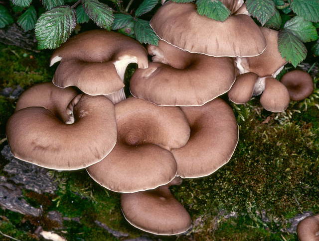 Pleurotus_cornucopiae,I_MWS19795.jpg