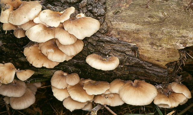 Pleurotus_cornucopiae,I_MWS19791.jpg