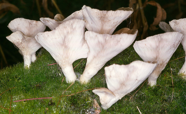 Pleurotus_cornucopiae,I_MWS19638.jpg