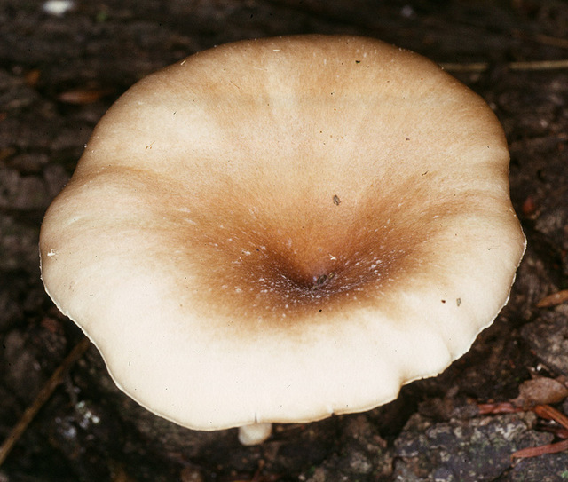 Pleurotus_cornucopiae,I_MWS19790.jpg