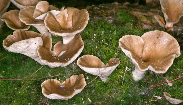Pleurotus_cornucopiae,I_MWS19637.jpg