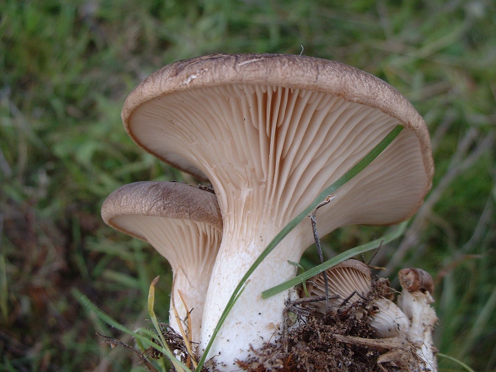 Pleurotus eryngii.jpg