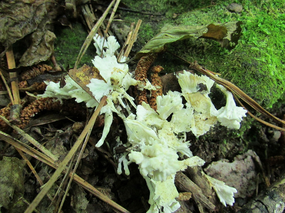 2014-06-15_Sebacina_incrustans_(Pers._-Fr.)_Tul._&_C._Tul_426656.jpg