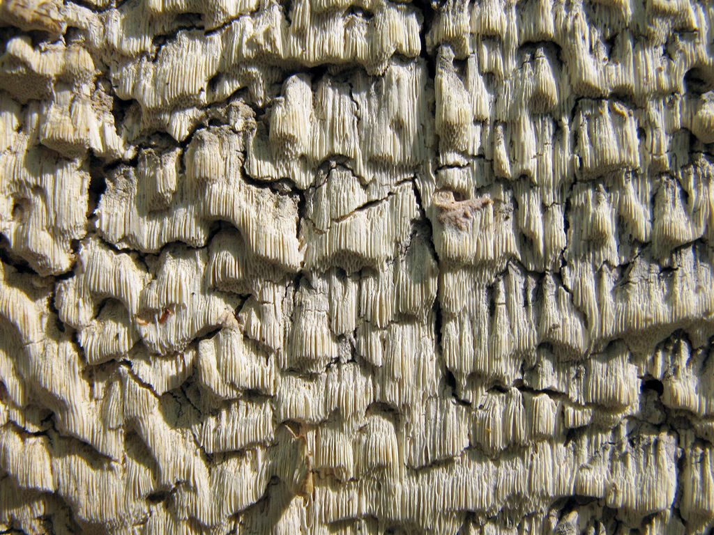 Antrodia_xantha_2_STV_20100508.jpg