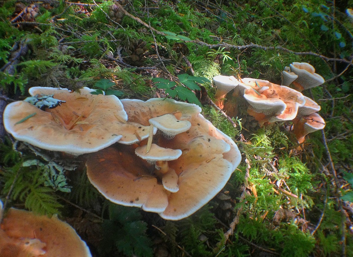 2014-08-02_Hydnellum_aurantiacum_(Batsch)_P._Karst_441904.jpg