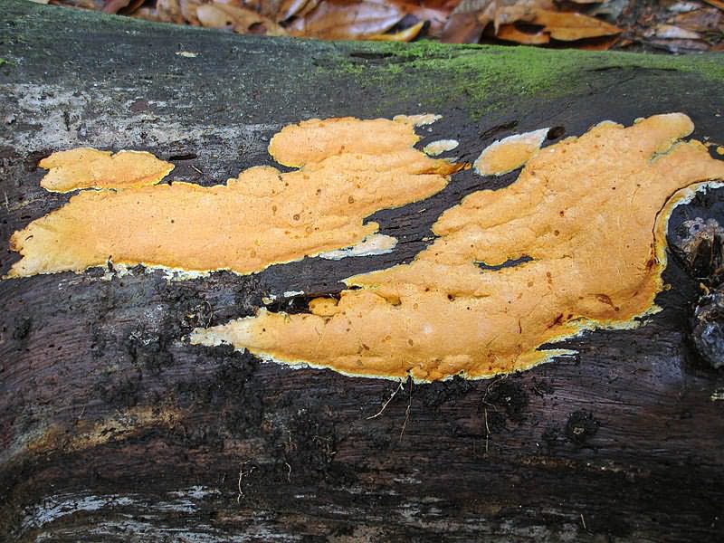 Auriporia_cf_aurulenta_6_JS_20070630.jpg