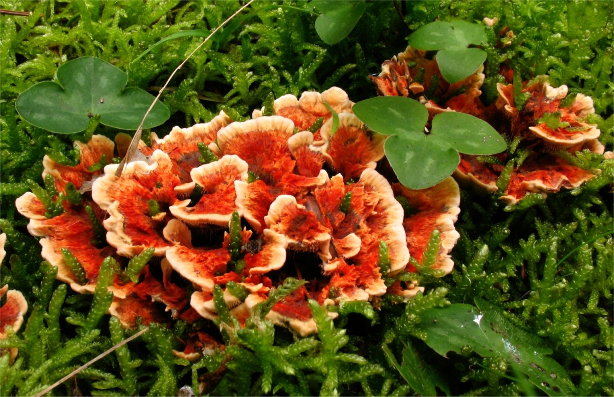 Hydnellum_auratile_34144.jpg
