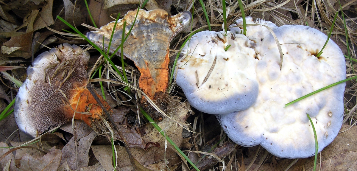 Hydnellum_caeruleum_93507.jpg