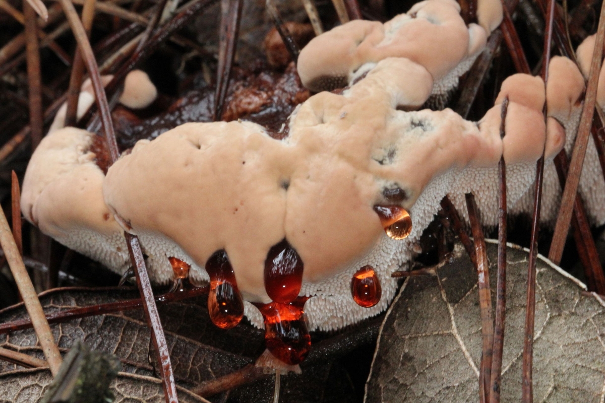Hydnellum_ferrugineum_181546.jpg