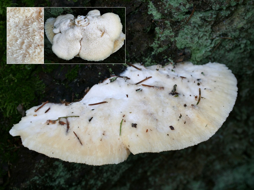 Climacocystis_borealis_3_LE_20081010.jpg