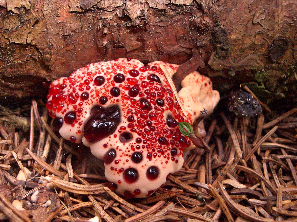 1280px-Hydnellum_peckii2.jpg