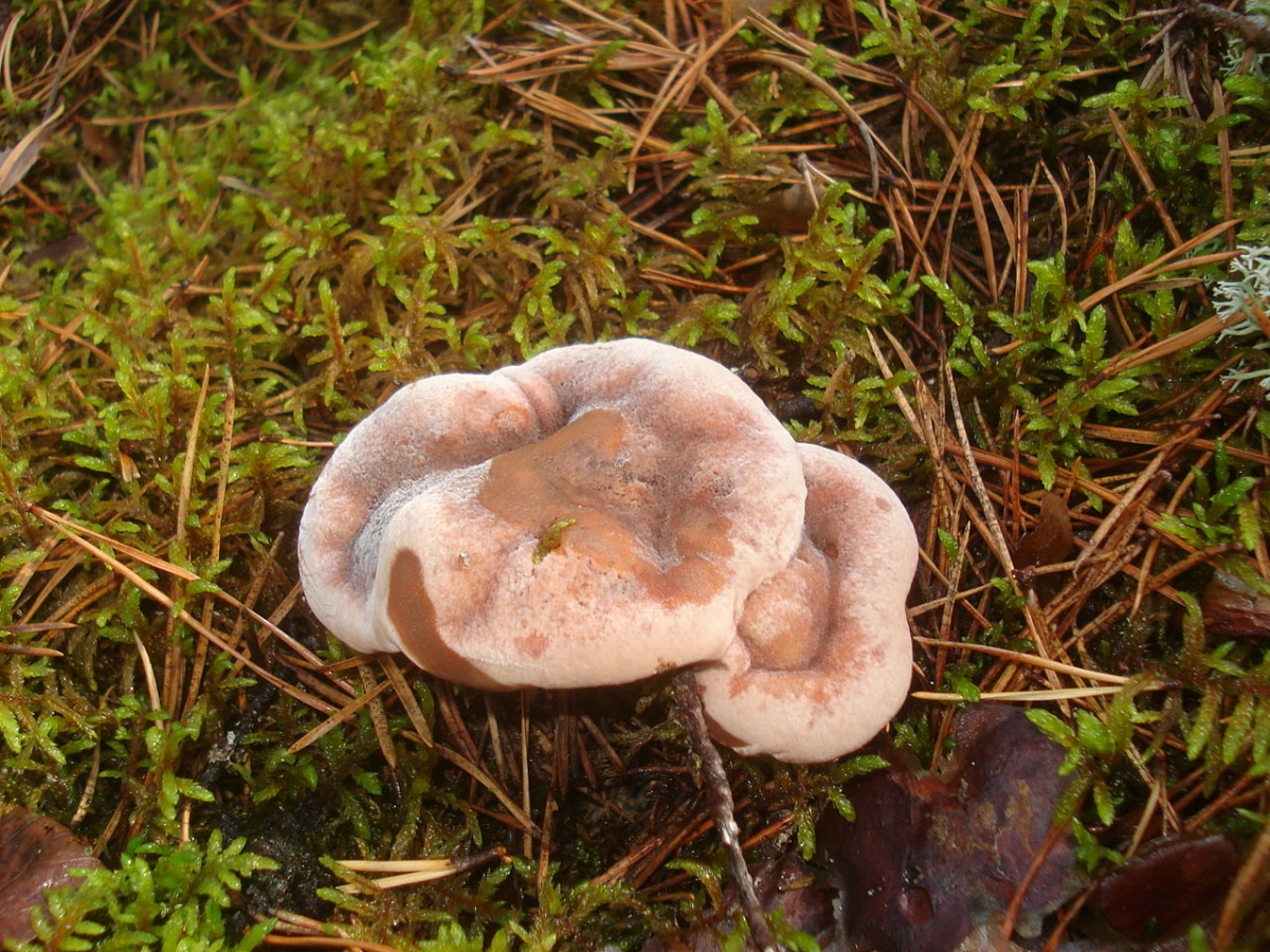 1280px-Hydnellum_peckii_01.JPG
