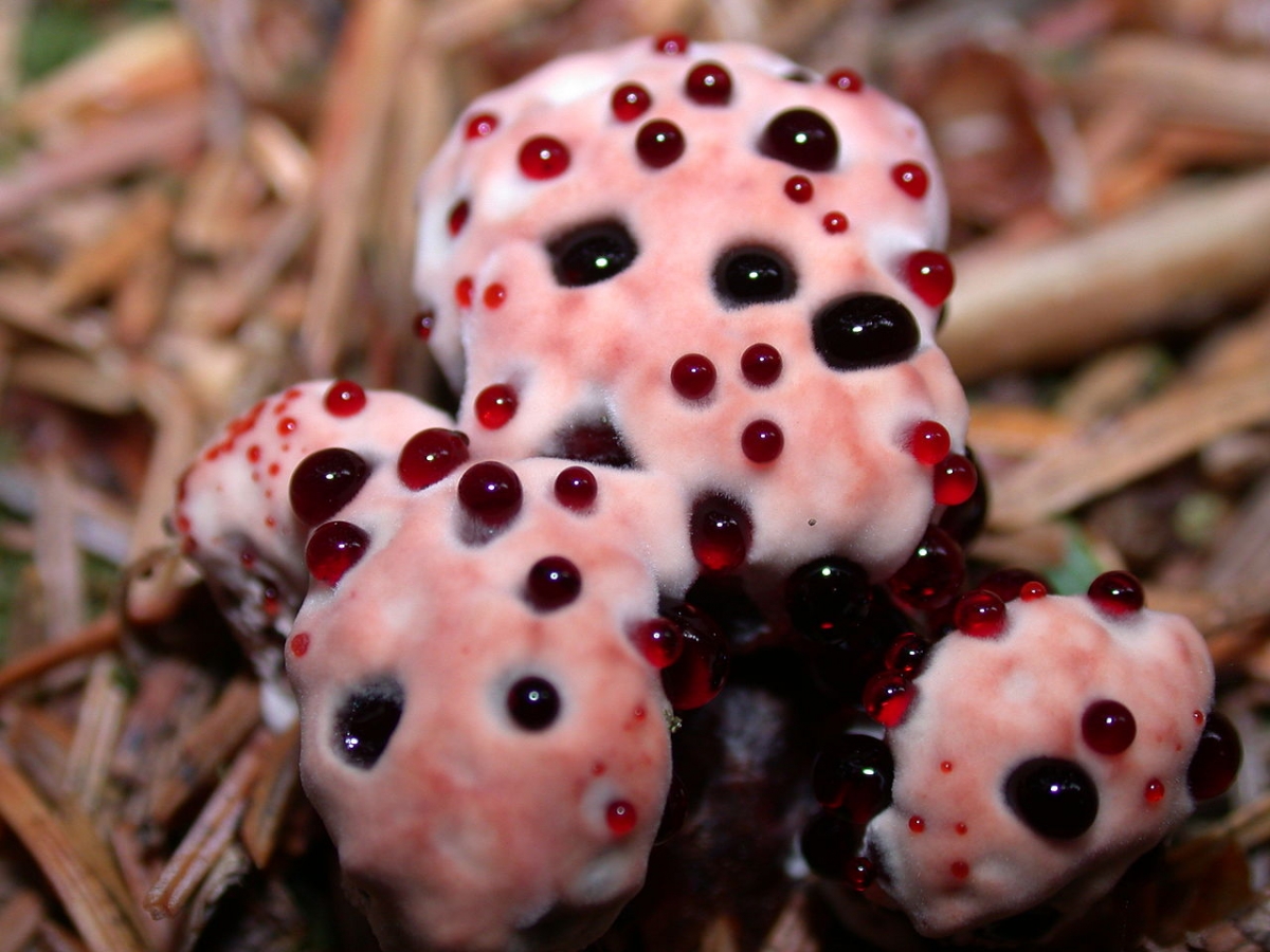 1280px-Hydnellum_peckii.darvin.jpg