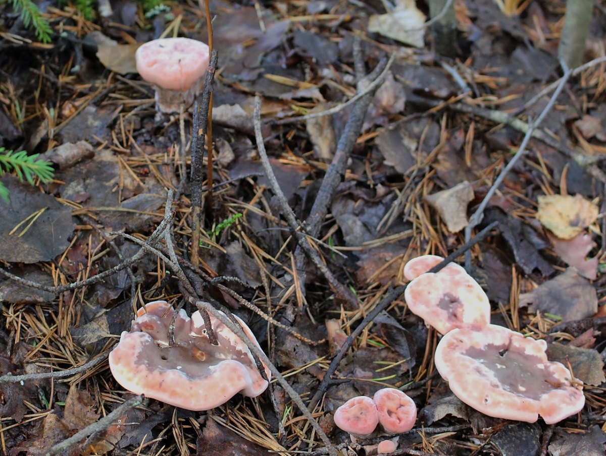 1280px-Hydnellum_peckii_-_Karvasorakas_C_IMG_7751.jpg