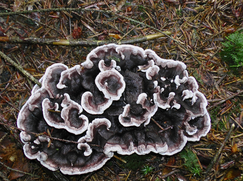 Phellodon_melaleucus_264419.jpg