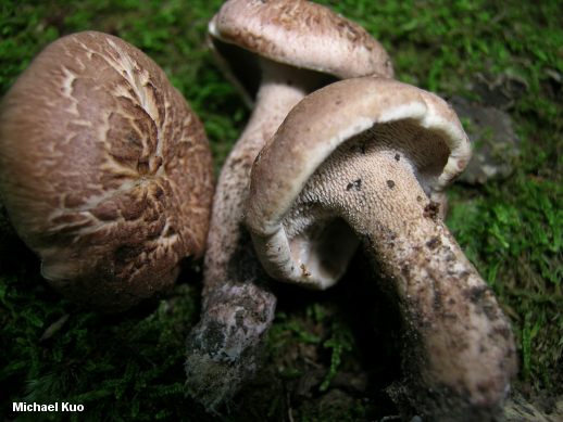 sarcodon_scabrosus_05.jpg