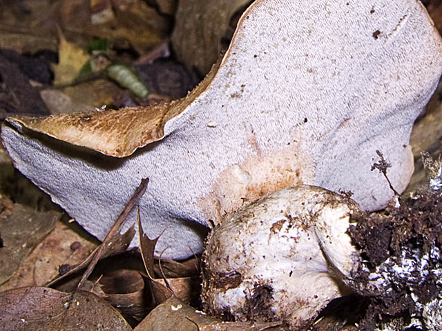 15455.jpg