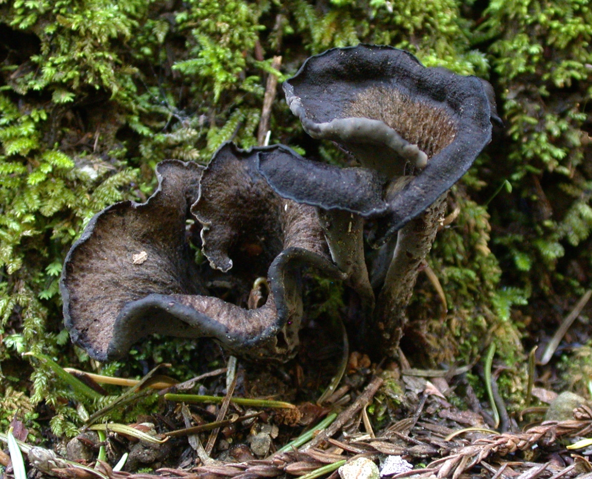 Craterellus_cornucopiodes_12457.jpg