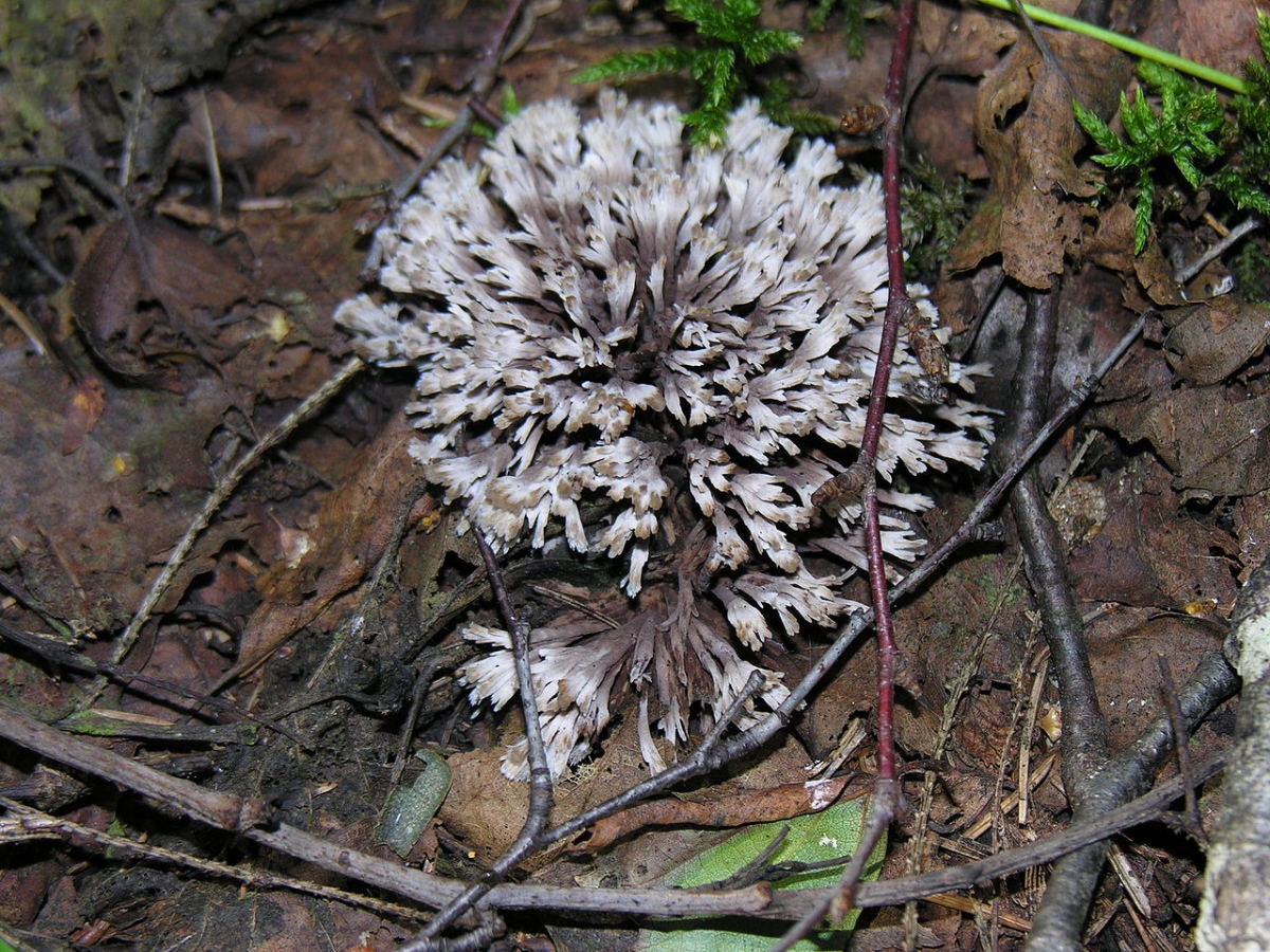 1280px-DSCN2136_resize.JPG