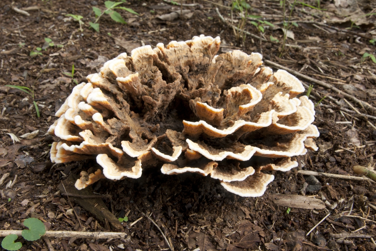 Thelephora_aurantiotincta_10.jpg