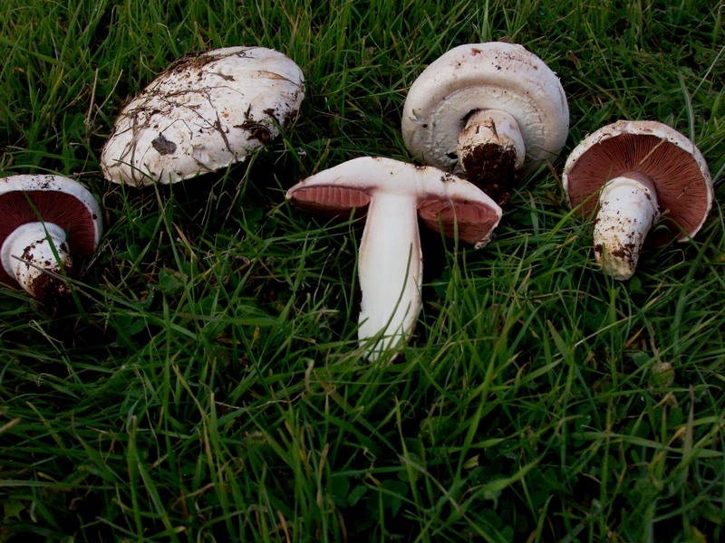 Agaricus pampeanus.jpg.jpg_201392418248_Agaricus pampeanus.jpg.jpg