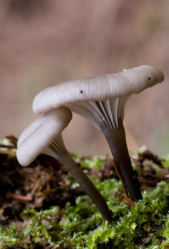 Omphalina epichysium5.jpg