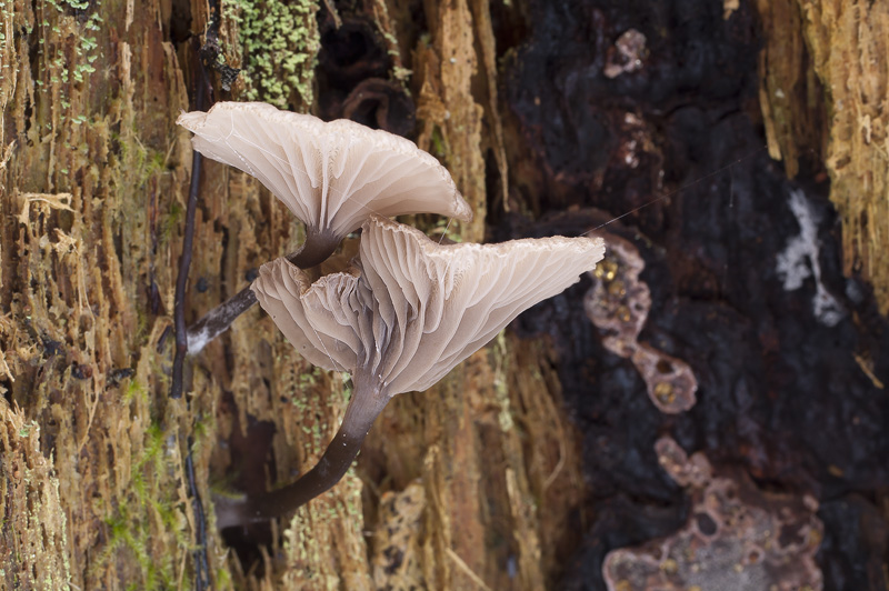 Omphalina epichysium (2).jpg