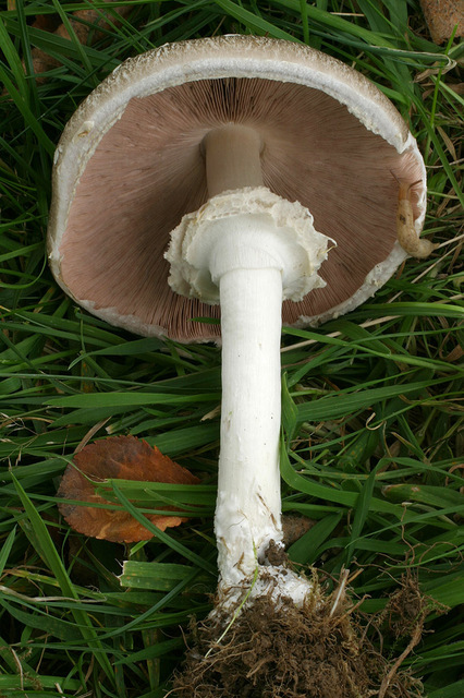 20p (4).jpg