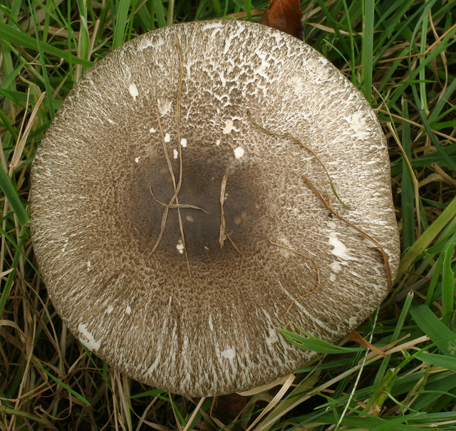 20p.jpg
