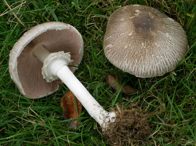 20p (1).jpg