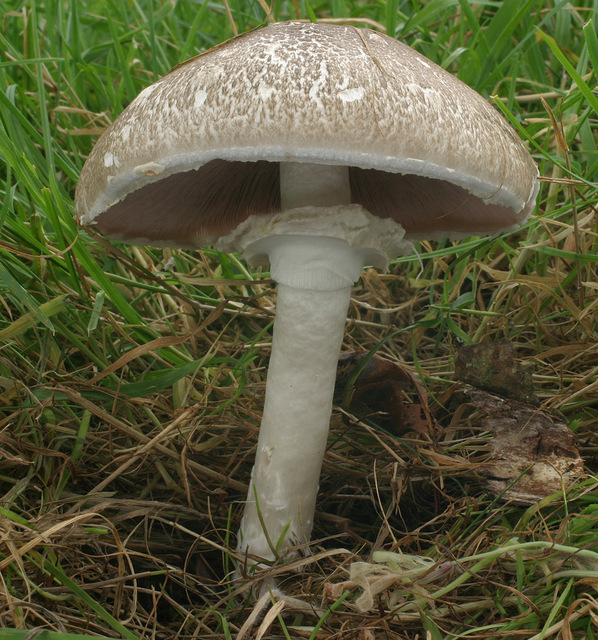 20p (2).jpg
