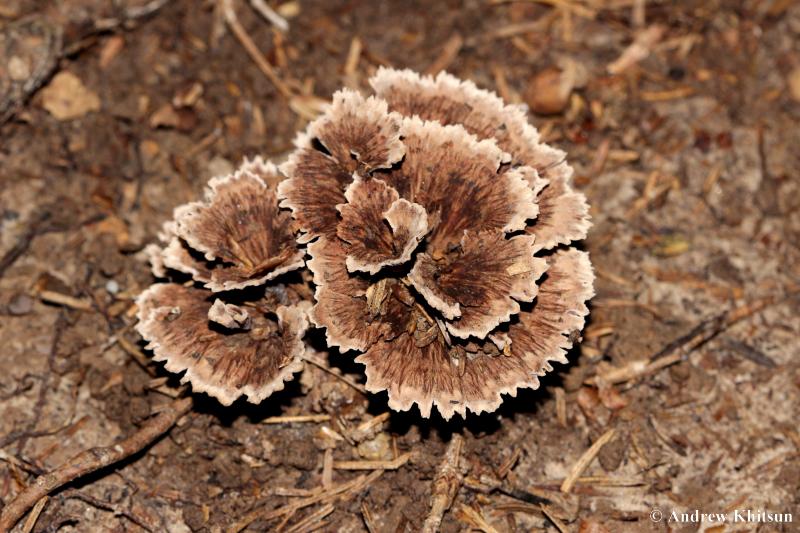 Thelephora_vialis__Blackhawk_Lake__1_.JPG