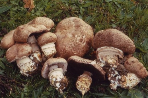 Agaricus_lanipes_PB_2-e259f.jpg