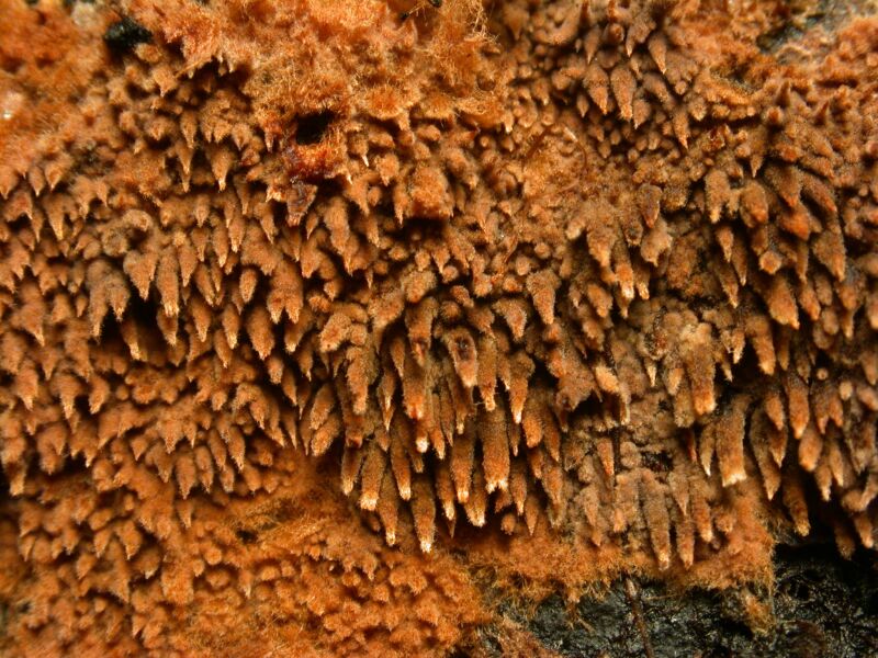 crinalis.jpg