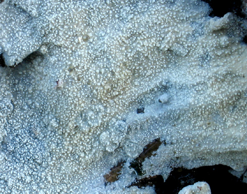 brevicellicium_olivascens01.jpg