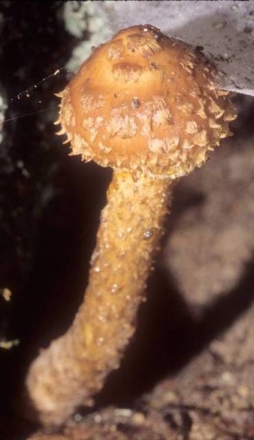 27251_orig.jpg