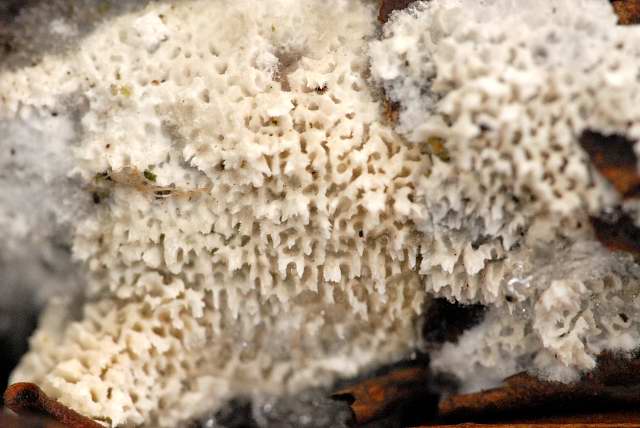 Trechispora.mollusca.-.lindsey.jpg