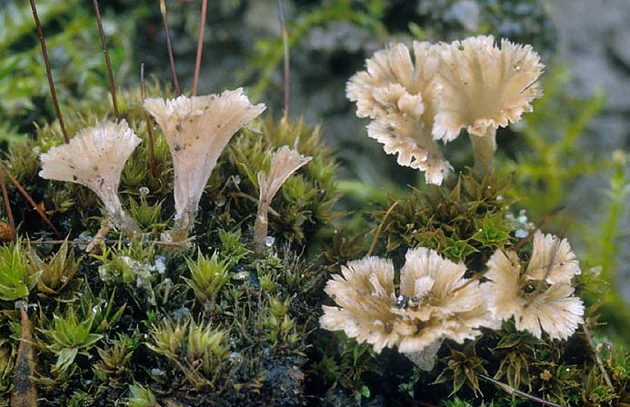 1137-unduL.jpg