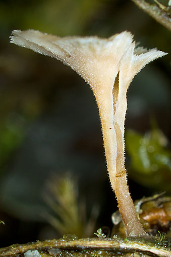 1134-undu4L.jpg