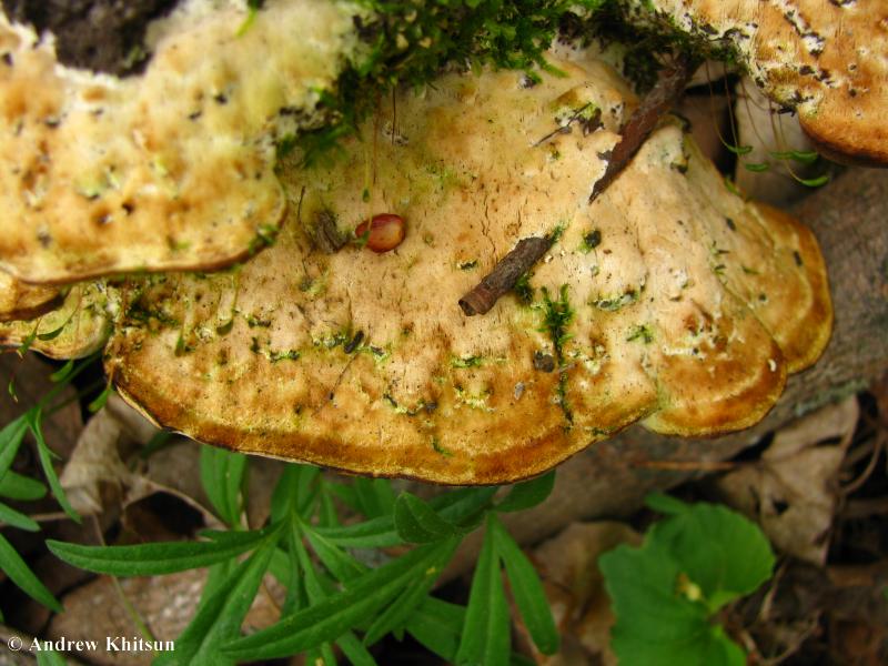 Oxyporus_populinus___Blue_Mound__2_.JPG