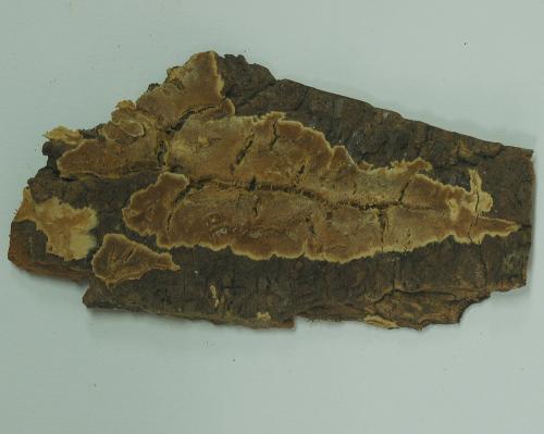 BIMGFG0000154779.jpg