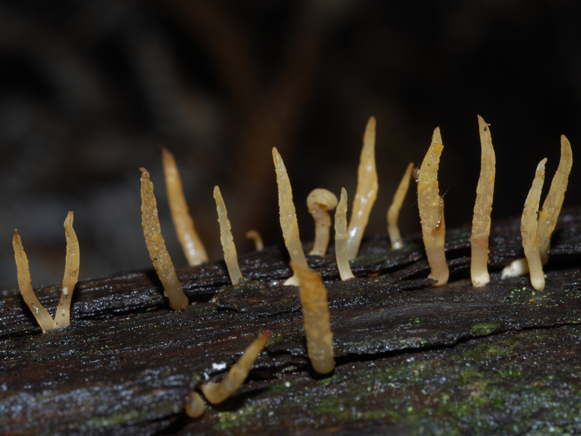 Calocera_cornea_38121.jpg