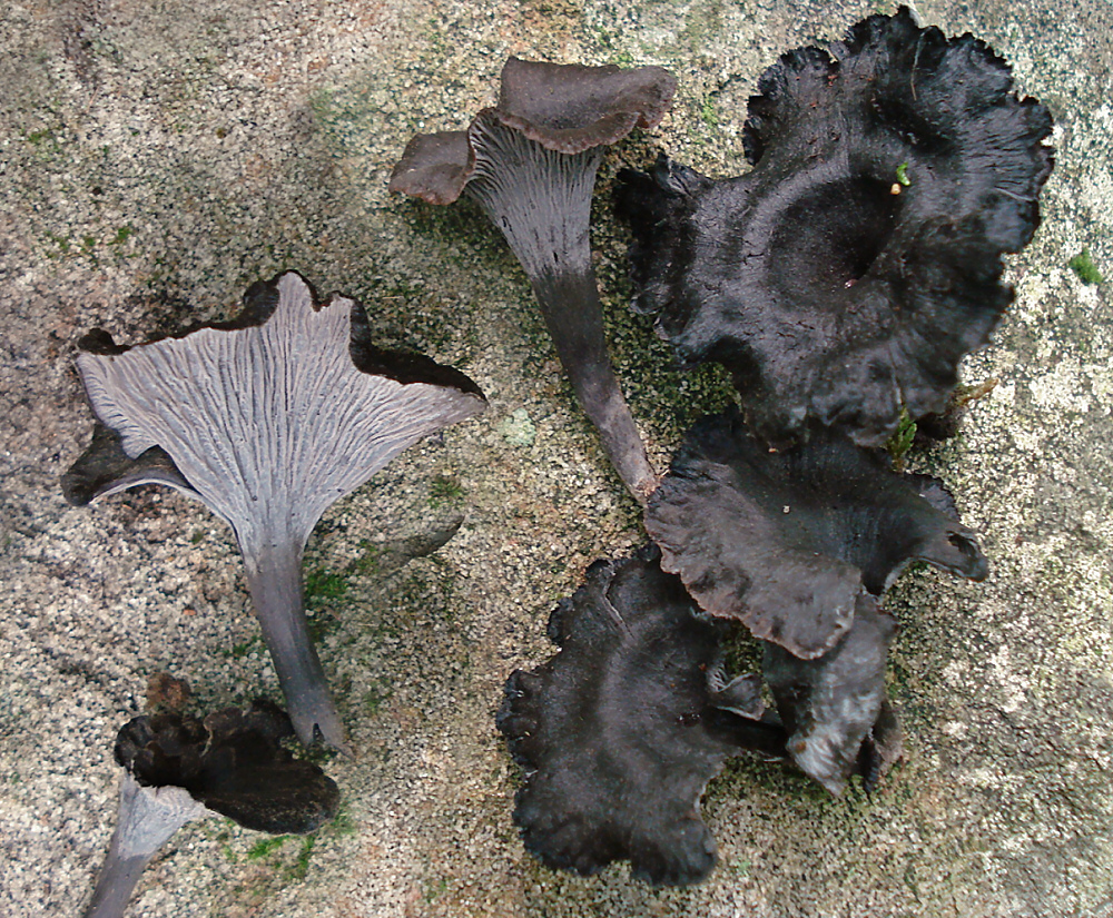 2010-08-24_Craterellus_cinereus_(Pers.)_Qu?l_100703_cropped.jpg