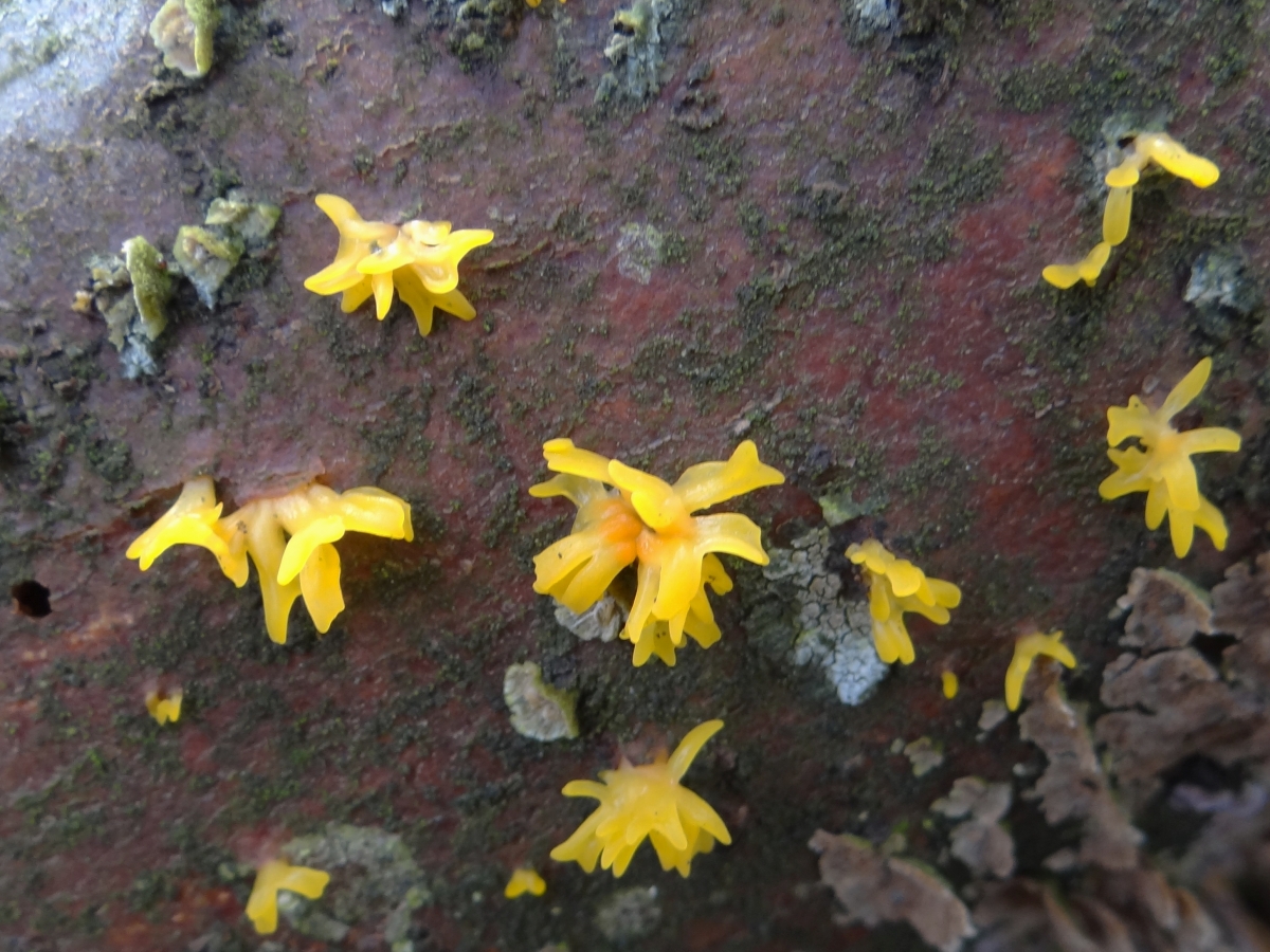 Calocera_furcata_a1_(2).jpg