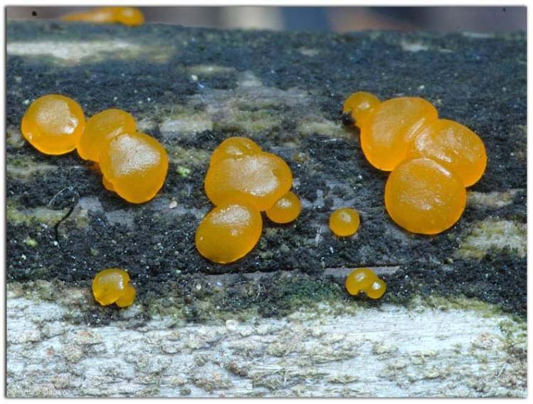 dacrymyces-capitatus683.jpg